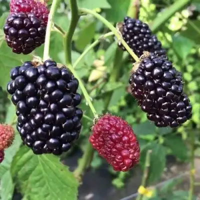 Ежевика ПРАЙМ АРК ФРИДОМ ремонтантная  в Гродно