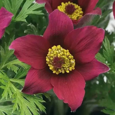 Прострел ПИНВИЛ РЕД ШЕЙДЕС в Гродно