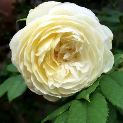 Роза КЛЭР ОСТИН английская в Гродно