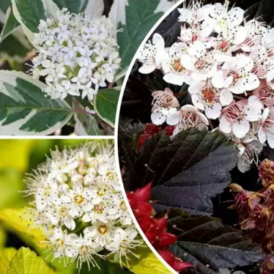 Комплект ЯРКАЯ ВСПЫШКА в Гродно