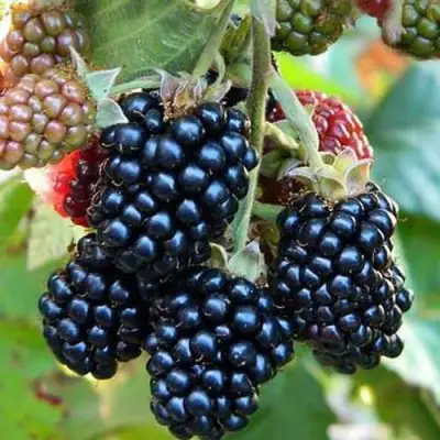 Ежевика ДЖАМБО бесшипная  в Гродно