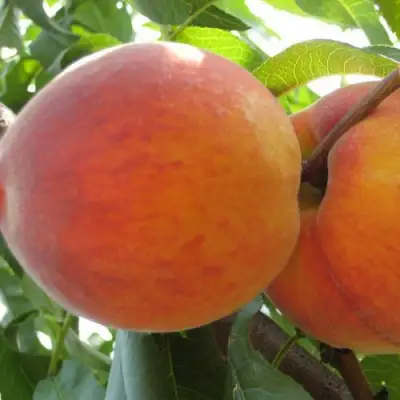 Персик СОЧНЫЙ в Гродно