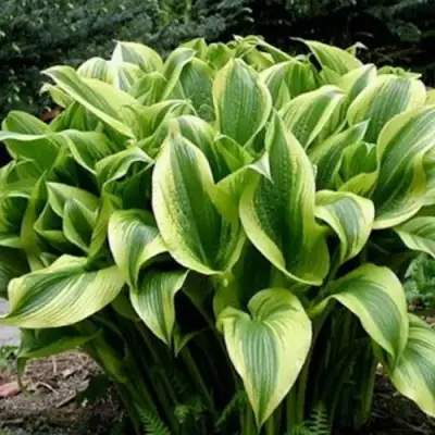 Хоста АУРЕОМАРГИНАТА в Гродно