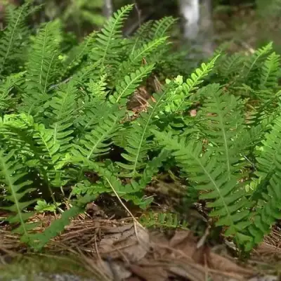 Многоножка обыкновенная в Гродно