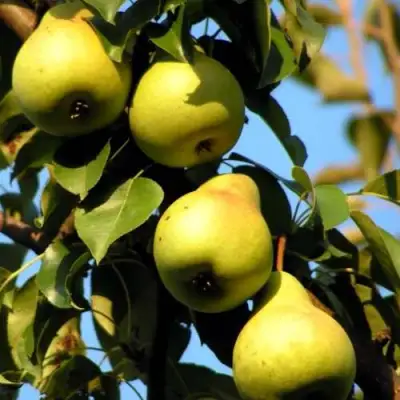 Груша НЕЖНОСТЬ колонновидная	 в Гродно