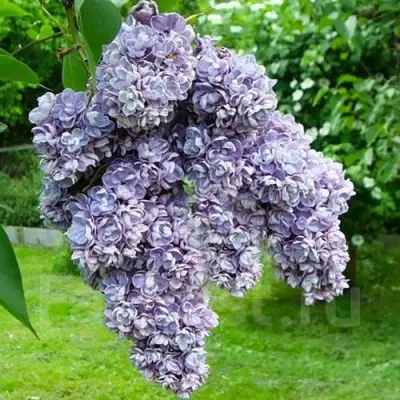 Сирень АМИ ШОТТ в Гродно