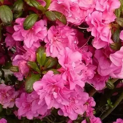 Азалия ПЕТТИКОУТ японская в Гродно