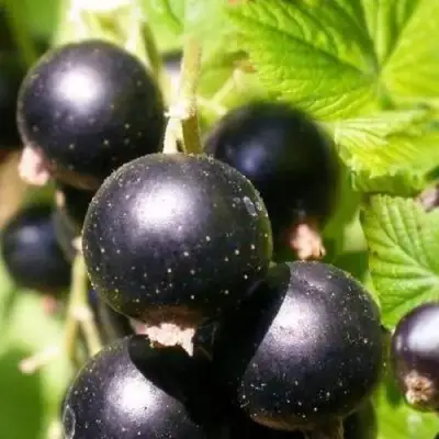 Смородина черная ЧЕРНООКАЯ в Гродно