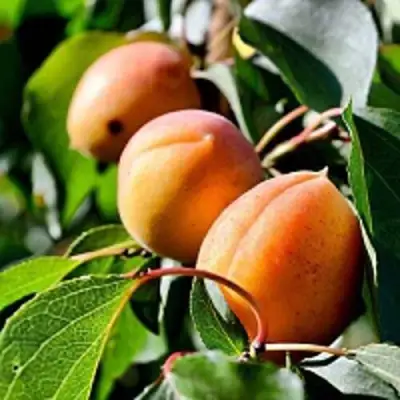Абрикос БАЙ в Гродно