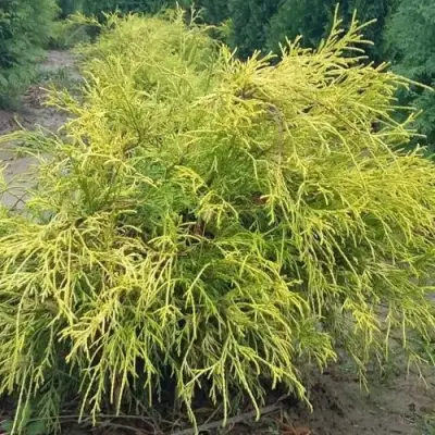 Кипарисовик ФИЛИФЕРА АУРЕА горохоплодный в Гродно