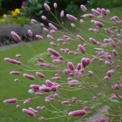 Кровохлебка РОК ЭНД РОЛЛ в Гродно