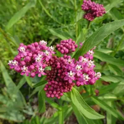 Ваточник МЯСО-КРАСНЫЙ в Гродно