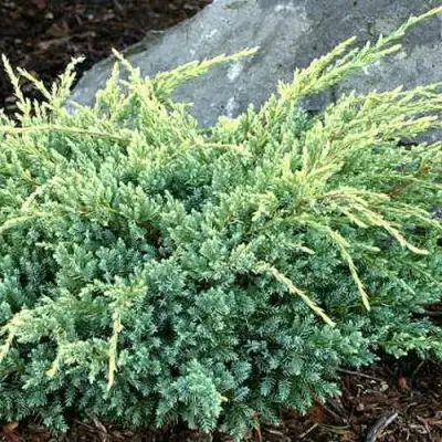 Можжевельник ХОЛГЕР чешуйчатый в Гродно