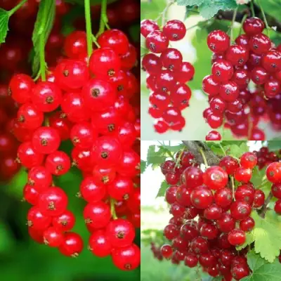 Комплект КРАСНЫЙ УРОЖАЙ в Гродно