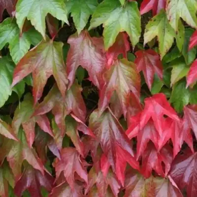 Девичий виноград тройчатый ВИЧИ в Гродно