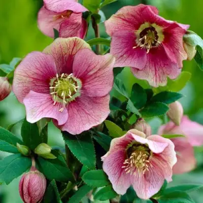 Морозник ВОСТОЧНЫЙ в Гродно