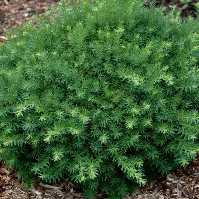 Тис ХИКСИ средний в Гродно