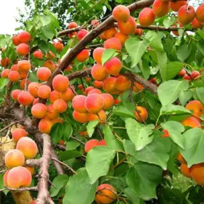 Абрикос ОТБОР АСТАХОВА в Гродно