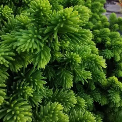 Ель ЛИТЛ ДЖЕМ обыкновенная в Гродно