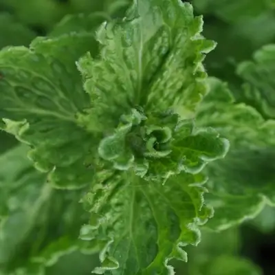 Мята КРИСПА в Гродно