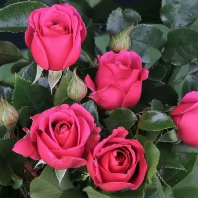 Роза ЛАВ ЛЕТТЕР флорибунда в Гродно