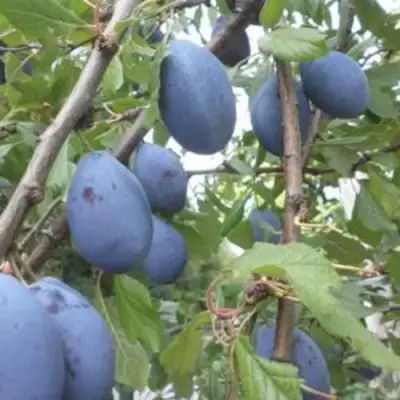 Слива ГИЛЬБЕРТ в Гродно
