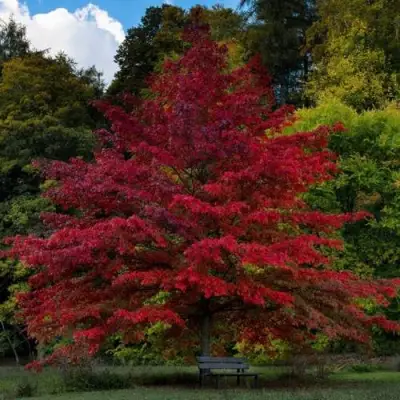Дуб болотный в Гродно