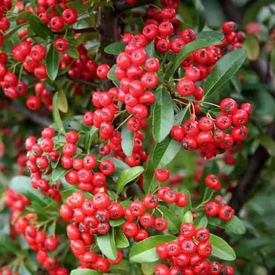 Пираканта РЕД КУИШОН в Гродно