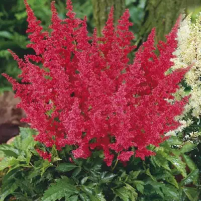 Астильба МОНТГОМЕРИ японская в Гродно