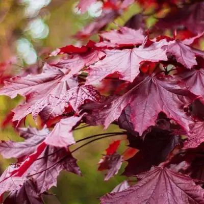 Клен РОЯЛ РЕД остролистный в Гродно
