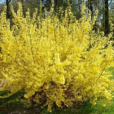 Форзиция ФОРЧУНА в Гродно