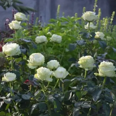 Роза ВАКАНА японская в Гродно