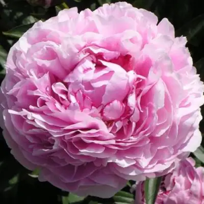 Пион ША-ЛА травянистый в Гродно