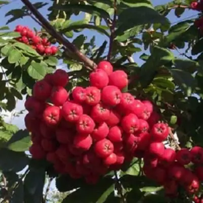 Рябина МОРАВСКАЯ сладкоплодная в Гродно