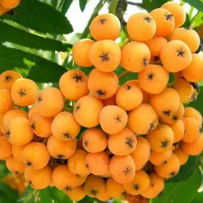 Рябина НЕВЕЖИНСКАЯ ЖЕЛТАЯ сладкоплодная в Гродно