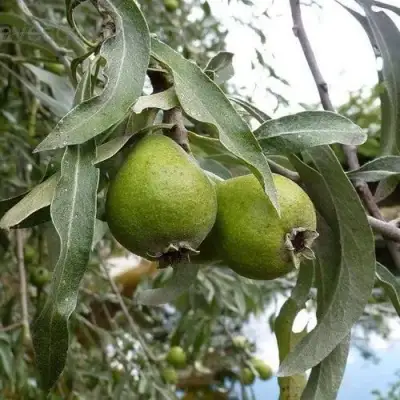 Груша ИВОЛИСТНАЯ в Гродно