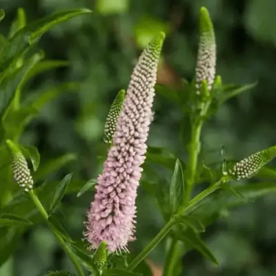 Вероника ФЕСТ ЧОЙС длиннолистная в Гродно