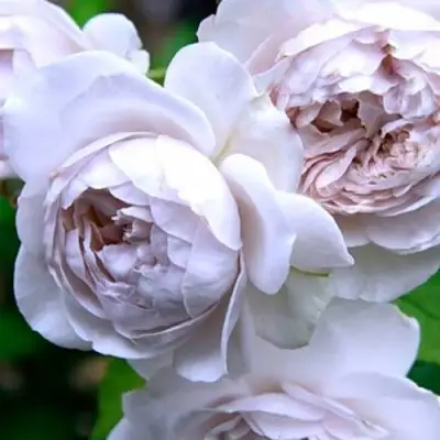 Роза ГРИЗЕЛИС шраб в Гродно