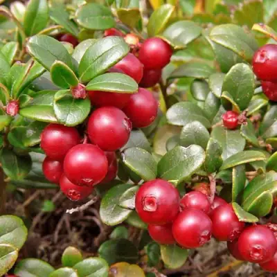 Брусника садовая АМЕРЛАНД в Гродно