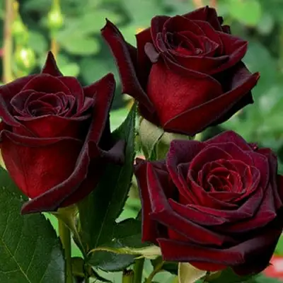 Роза ЧЕРНАЯ МАГИЯ чайно-гибридная в Гродно