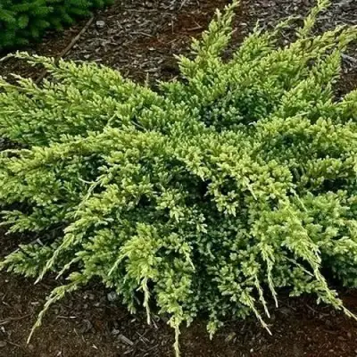 Можжевельник ДРИМ ДЖОЙ чешуйчатый в Гродно