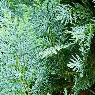 Кипарисовик КОЛУМНАРИС лавсона в Гродно