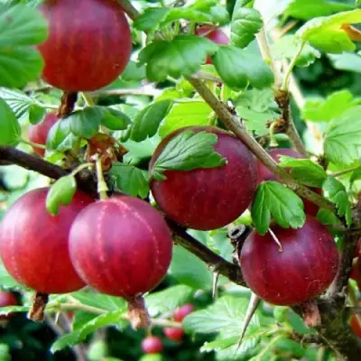 саженцы крыжовника консул