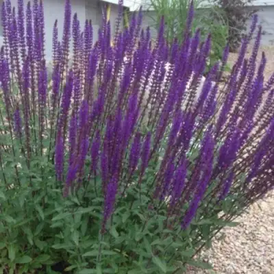 Шалфей КАРАДОНА в Гродно