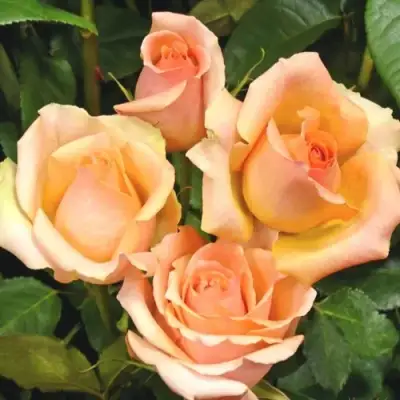 Роза ВЕРСИЛИЯ чайно-гибридная в Гродно