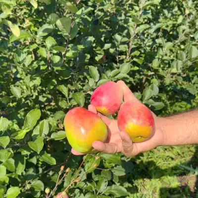 Яблоня КАНДИЛЬ БАГРЯНЫЙ в Гродно