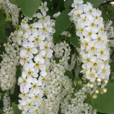 Черемуха САМОПЛОДНАЯ в Гродно