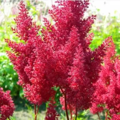 Астильба СКАЙСКРЕЙПЕР китайская в Гродно