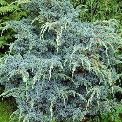 Можжевельник БЛЮ АЛЬПС китайский  в Гродно