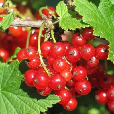 Смородина красная РАЧКОВСКАЯ в Гродно